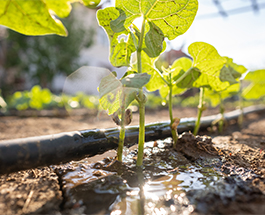 How Soil Carbon Can Become Canadian Farmers' Next Cash Crop